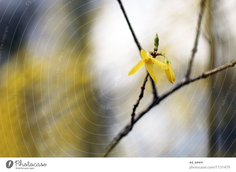 Forsythie Leben Umwelt Natur Pflanze Luft Frühling Klima Blüte Forsythienblüte Forsithie Ast Zweig Garten Park Blühend leuchten schaukeln Wachstum ästhetisch