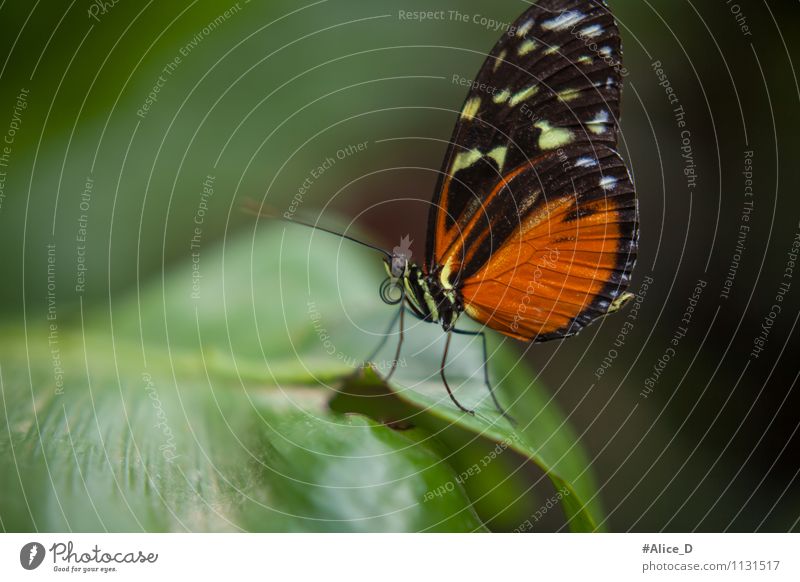 Majestäten der Natur elegant Umwelt Pflanze Tier Frühling Sommer Blatt exotisch Wildtier Schmetterling Fluginsekt Insekt Naturwunder 1 grün orange