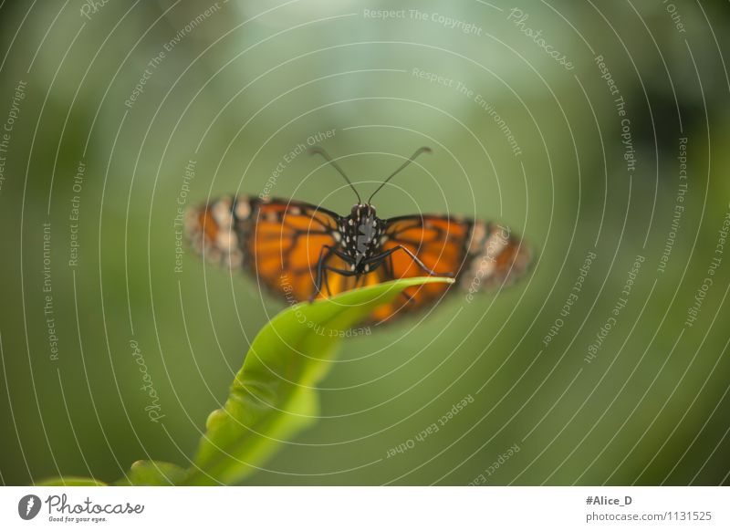 Tagfalter Umwelt Natur Pflanze Tier Frühling Sommer Sträucher Blatt Grünpflanze Wildpflanze exotisch Garten Schmetterling Flügel Insekt tagfalter Fluginsekt