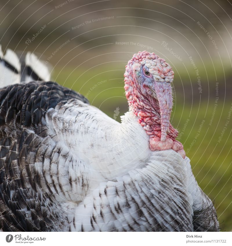 Truthuhn Umwelt Tier Wildtier Tiergesicht Flügel Zoo 1 gruselig grün rosa rot schwarz weiß Meleagris gallopavo Wildpute Pute hässlich Schnabel Auge Feder Falte