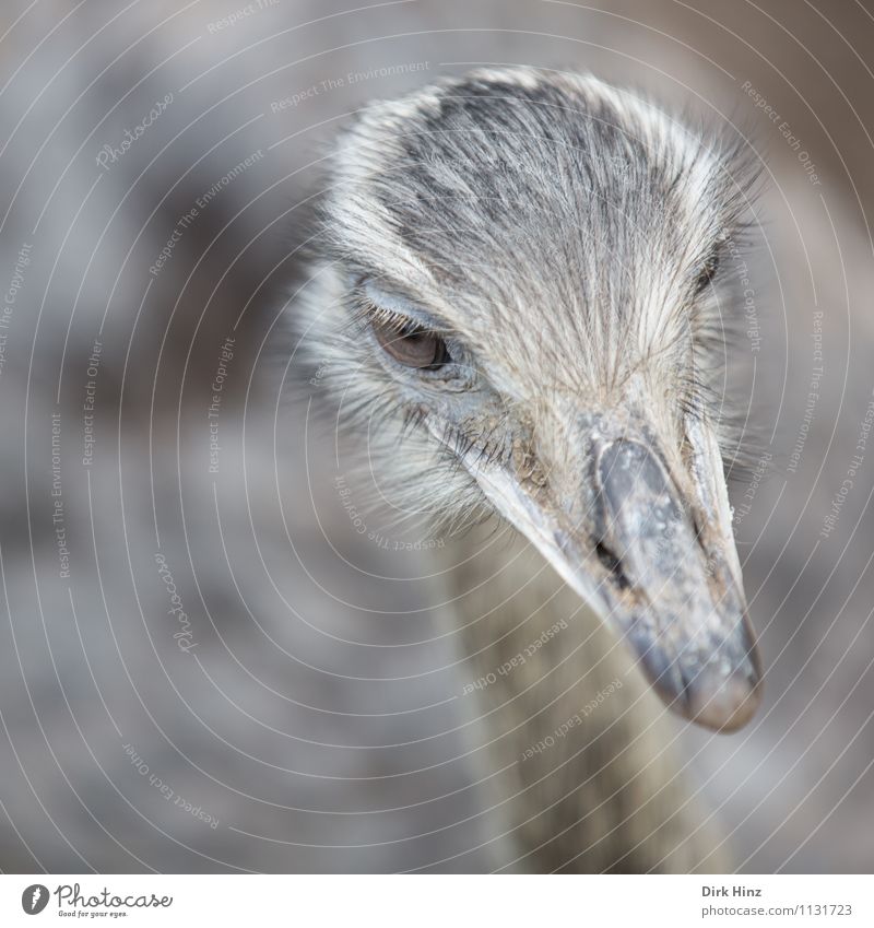 Strauß Tier Nutztier Wildtier Vogel Tiergesicht Flügel Zoo 1 grau Umweltschutz Ausflug Natur beobachten Kopf Auge Tourismus Attraktion Ernährung Tierporträt