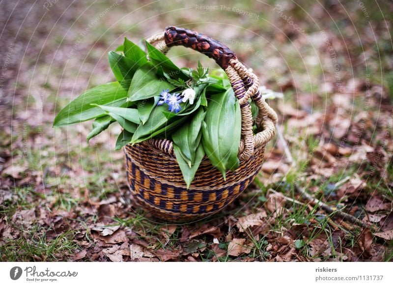 heut gibt's Bärlauchsüppchen ii Umwelt Natur Pflanze Frühling Wildpflanze Kräuter & Gewürze Wald Ärger Korb Blume Farbfoto Außenaufnahme Menschenleer Tag