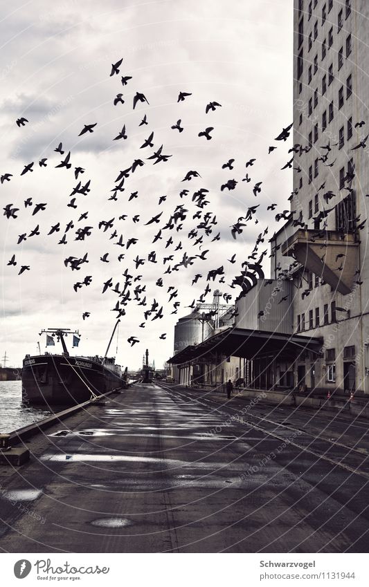 The Birds Industrie 1 Mensch Umwelt Flussufer Menschenleer Industrieanlage Fabrik Hafen Verkehrswege Güterverkehr & Logistik Schifffahrt Binnenschifffahrt