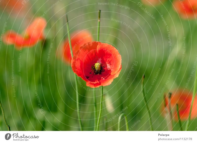 Mohnblume auf einem Feld Kräuter & Gewürze schön Sommer Garten Dekoration & Verzierung Gartenarbeit Natur Landschaft Pflanze Himmel Blume Gras Blatt Blüte Wiese