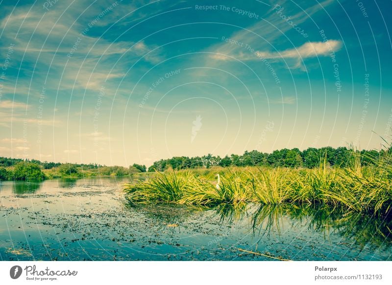 See mit einem Schwan schön Ferien & Urlaub & Reisen Sommer Spiegel Umwelt Natur Landschaft Pflanze Himmel Wolken Baum Gras Blatt Teich Fluss Vogel frisch hell