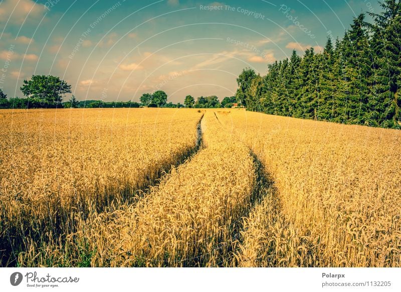 Weizenfeld im Sommer Natur Landschaft Pflanze Erde Himmel Wolken Herbst Baum Wiese Hügel Straße Wege & Pfade gelb gold Feldfrüchte trocknen Ackerbau Ernte