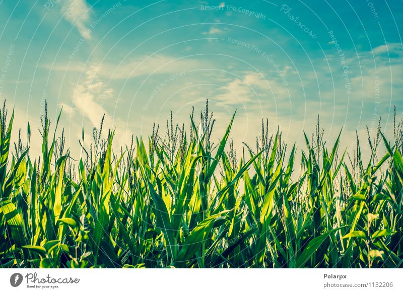 Maisfeld im Sommer schön Umwelt Natur Landschaft Pflanze Himmel Wolken Horizont Wetter Baum Gras Wiese Wald Wachstum frisch hell hoch natürlich gelb gold grün