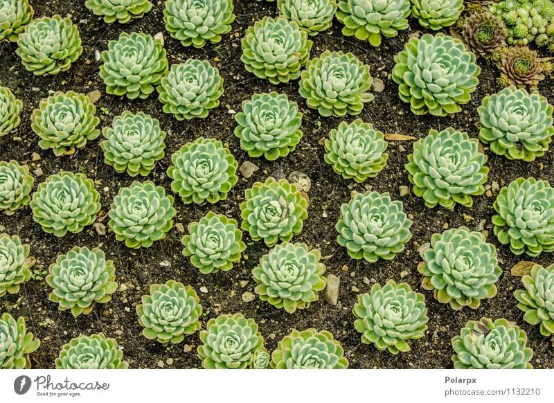 Sempervivum Pflanzen auf einem Feld Kräuter & Gewürze schön Haus Garten Dekoration & Verzierung Gartenarbeit Natur Erde Blume Kaktus Blatt Blüte Wachstum frisch