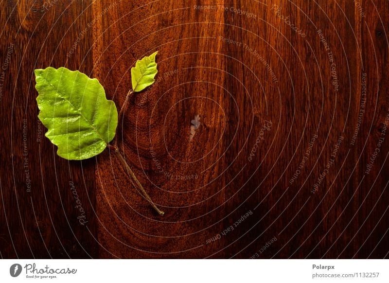 Grünes Blatt auf Holz Design Spa Garten Dekoration & Verzierung Kunst Natur Pflanze Baum Wald alt frisch natürlich braun grün Farbe Frühling Material Konsistenz