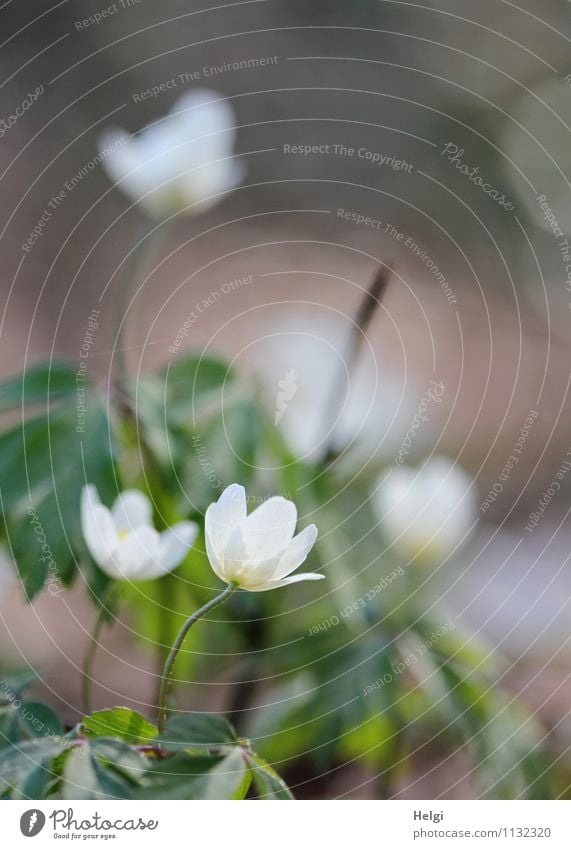 im Frühlingswald... Umwelt Natur Pflanze Blume Blatt Blüte Wildpflanze Buschwindröschen Wald Blühend stehen Wachstum ästhetisch frisch schön natürlich braun