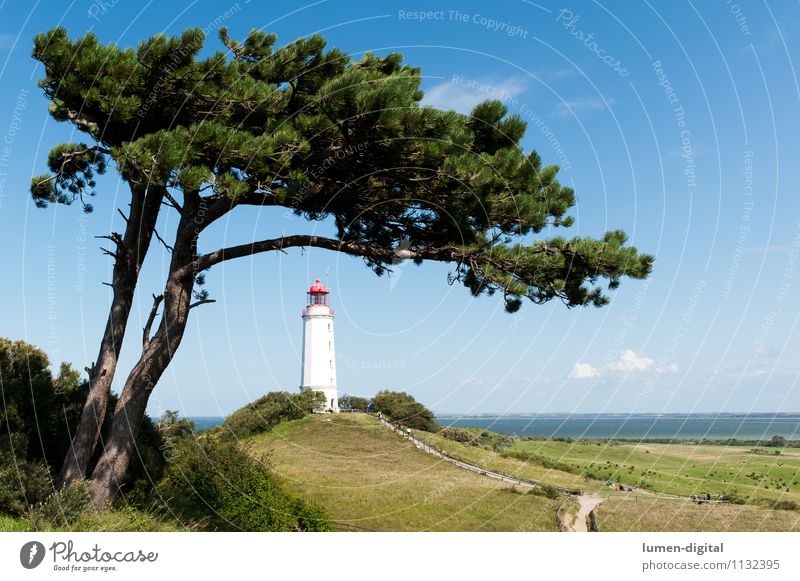 Leuchtturm auf Hiddensee Ferien & Urlaub & Reisen Tourismus Sommer Natur Landschaft Baum Kiefer Hügel Küste Ostsee Insel Deutschland Europa Turm Schifffahrt