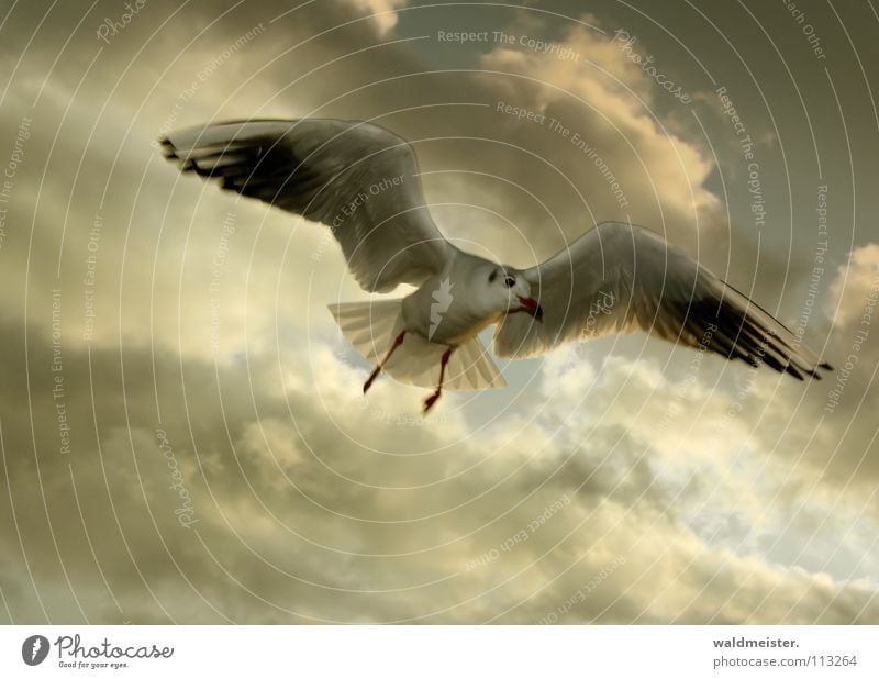 Möwe Lachmöwe Wolken Vogel Meer Strand Möve Himmel Luftverkehr fliegen