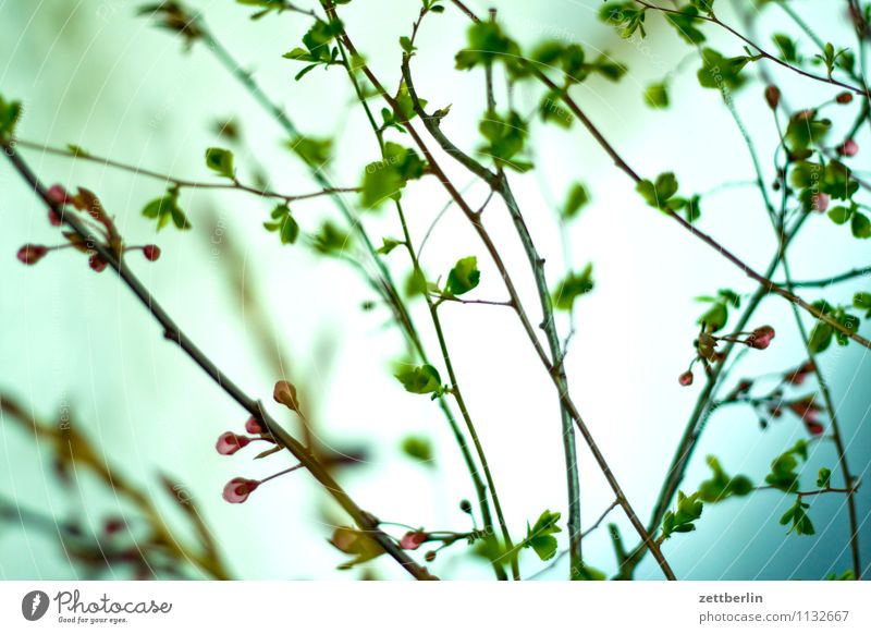 Strauch Sträucher Ast Zweig Blatt Frühling Schwache Tiefenschärfe Unschärfe Blühend Blume Blüte Blütenknospen Blattknospe Pflanze Vase Häusliches Leben Stimmung