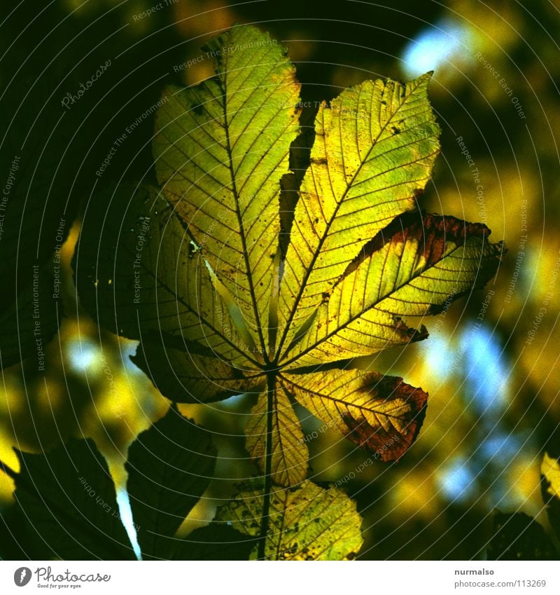 Guter Morgen XI Sonnenaufgang Blatt Skelett Beleuchtung fein Gefäße Herbst Herbstlaub braun fallen Motte Morgendämmerung Kastanienbaum Baugerüst färben trudeln