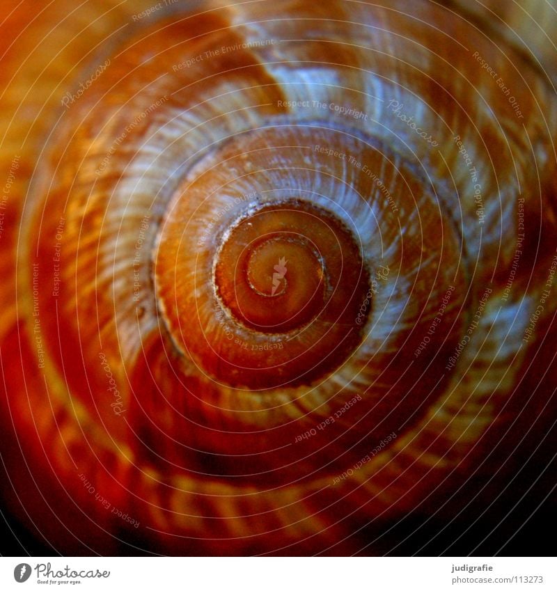 Heim Schneckenhaus braun gelb schwarz Haus Geborgenheit Spirale gedreht Garnspulen harmonisch ruhig Weinbergschnecken Farbe Sicherheit Tier orange Einsamkeit