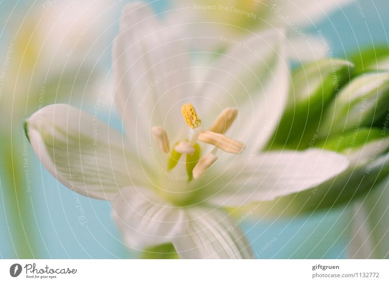 frühblüher Natur Pflanze Frühling Blume Blüte Blühend Blütenknospen Blütenblatt Frühblüher Blütenstempel Pollen Pflanzenteile weiß frisch Lebensmittel