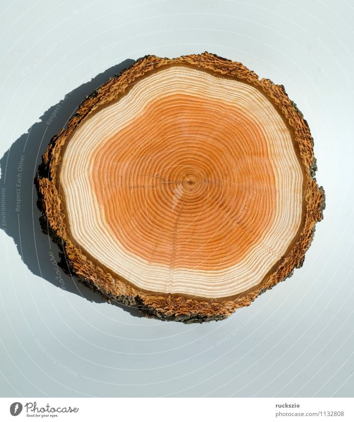 Jahresringe, Holzscheibe Baum frei braun weiß Jahrring Holzring Maserung ringfoermig Kambiumring Laerchenbaumscheibe Baumscheibe Lärche Baumstamm