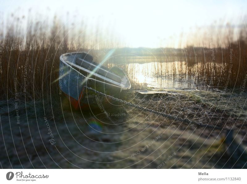 Heimweh Umwelt Natur Landschaft Erde Wasser Sonne Sonnenaufgang Sonnenuntergang Sonnenlicht Winter Gras Schilfrohr Röhricht Küste Seeufer Teich Ruderboot