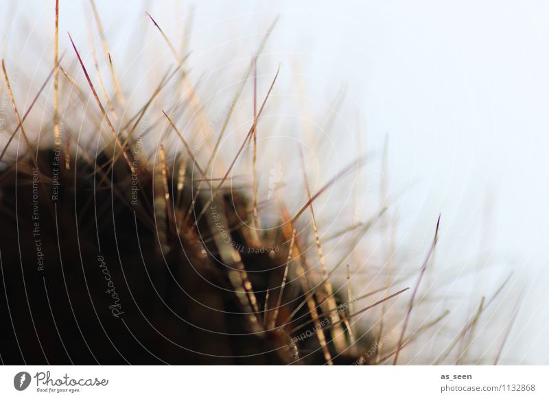 Stachlig Leben harmonisch Umwelt Natur Landschaft Pflanze Frühling Sommer Schönes Wetter Kaktus Blatt Blüte Park Wachstum ästhetisch hell natürlich Spitze