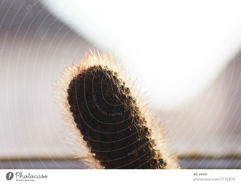 Ende einer Kakteensammlung Sommer Umwelt Natur Pflanze Sand Himmel Sonne Sonnenlicht Klima Dürre Kaktus Grünpflanze exotisch Wüste authentisch Spitze stachelig