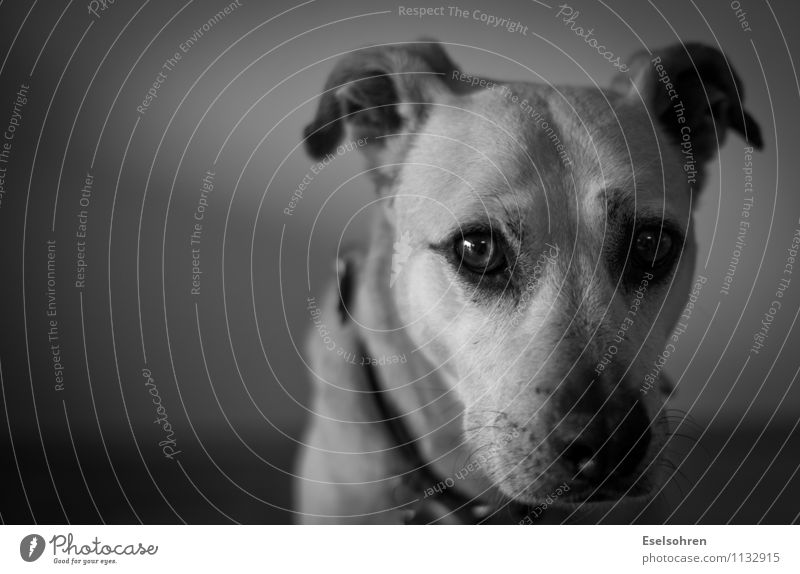 Unsicher Tier Haustier Hund Tiergesicht Fell 1 beobachten Blick niedlich Wachsamkeit ruhig demütig Schüchternheit unsicher Auge Schnauze Schwarzweißfoto