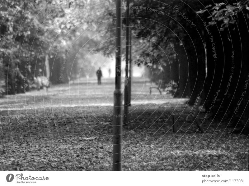 Getrennt Herbst Allee trist grau Tunnel Licht Blatt Teppich Baum klein winzig Ferne Dimension verloren Durchgang verlieren Einsamkeit ruhig fehlen Bühne