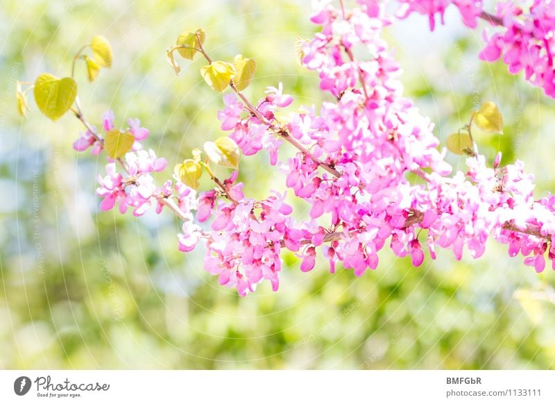 In Barbies Garten Umwelt Natur Landschaft Pflanze Tier Frühling Schönes Wetter Baum Blatt Blüte Park ästhetisch Duft frisch hell schön natürlich grün rosa Glück