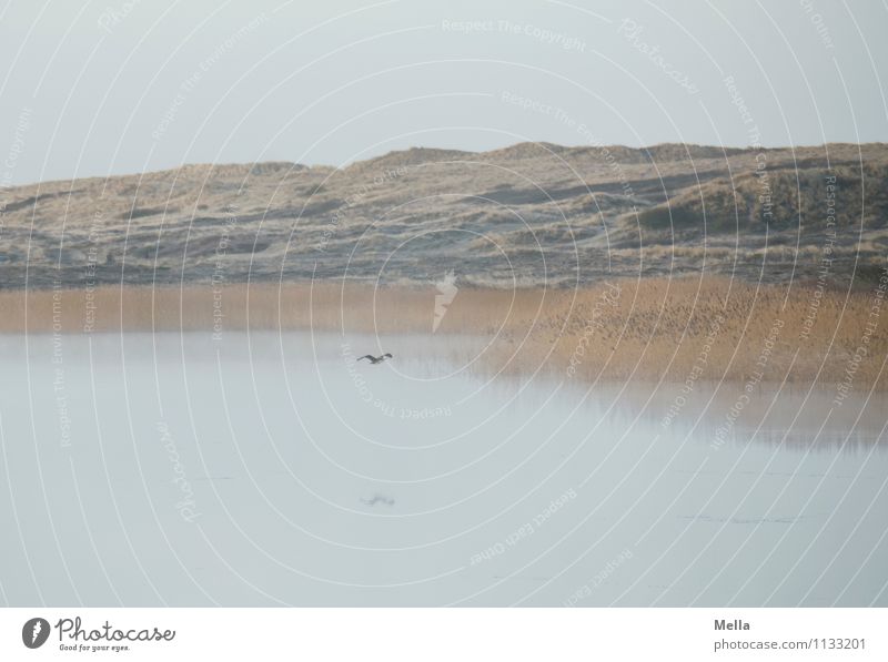 Atmen Umwelt Natur Landschaft Wasser Nebel Gras Schilfrohr Röhricht Küste Seeufer Teich Gewässer Tier Vogel Kormoran 1 fliegen frei natürlich Stimmung Freiheit