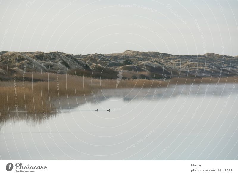 Früh Umwelt Natur Landschaft Wasser Himmel Schilfrohr Hügel Küste Seeufer Teich Düne kalt natürlich Erholung Idylle ruhig Stimmung Morgen Farbfoto Außenaufnahme