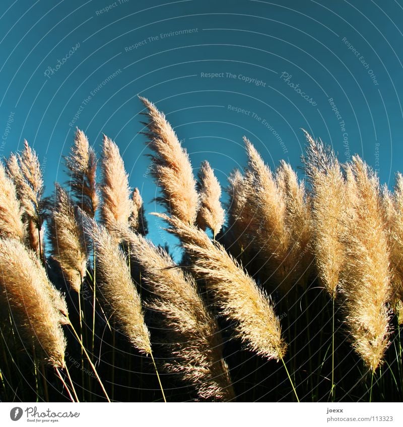 Süßgräser im Wind Pampasgras leicht Leichtigkeit Rascheln Rauschen Sommer sommerlich Süßgras Uruguay Physik weich zart Garten Park Himmel blau briese hauch