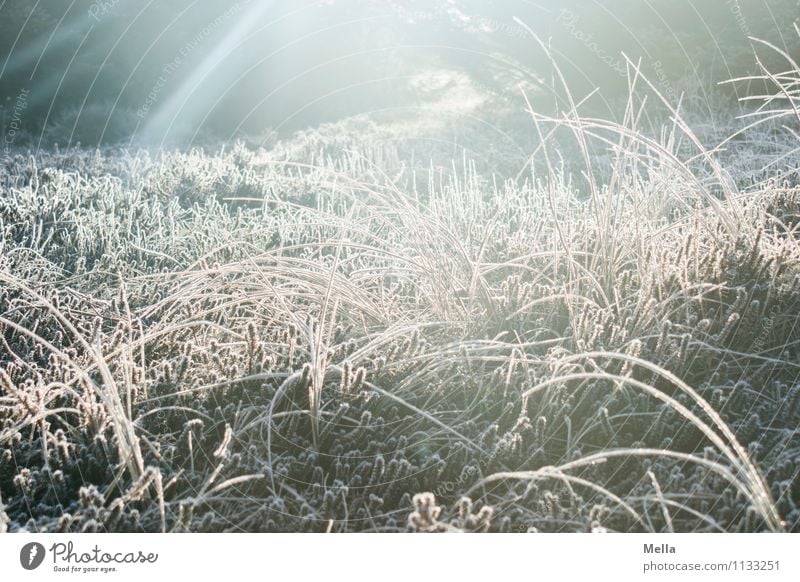 Kalt, kalt, kalt sind alle meine Gräser Umwelt Natur Pflanze Sonne Sonnenaufgang Sonnenuntergang Sonnenlicht Winter Klima Wetter Eis Frost Gras Grünpflanze