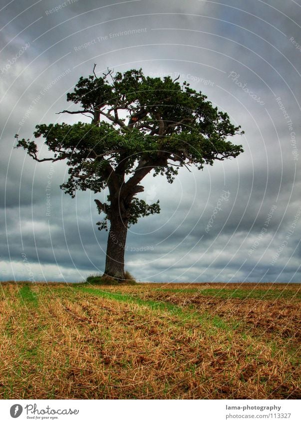 Der Baum Ernte Weizen Ähren Feld Kornfeld Gerste Eiche morsch unheimlich gruselig Stimmung Angst unheilvoll Landwirtschaft Bauernhof Herbst Fußweg Wiese