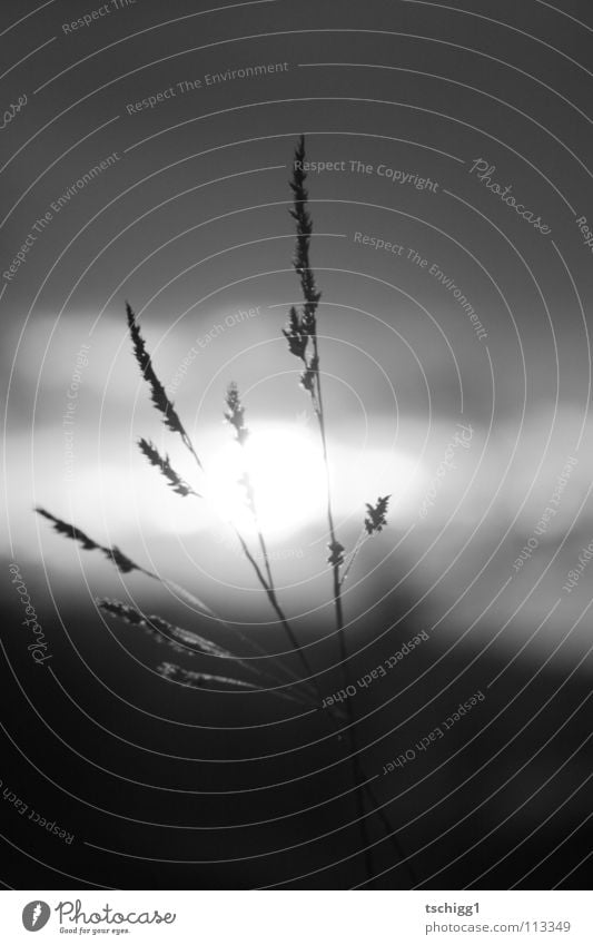 Florale Halme gestreift von Horizont küssender Sonne Blume Sonnenuntergang Gras schwarz weiß Wolken Wiese Pflanze Herbst grau fein Himmel Erde