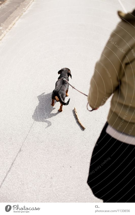 stöckchenvergesser Freizeit & Hobby Mensch feminin Frau Erwachsene Leben 1 Schönes Wetter Verkehrswege Fußgänger Straße Wege & Pfade Tier Haustier Hund Dackel