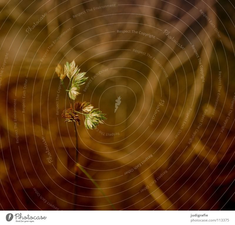 Gras Herbst Einsamkeit gelb Stengel Halm Ähren schön weich Rauschen Wiese zart beweglich sensibel glänzend federartig Farbe gold orange Pollen rispe rispen