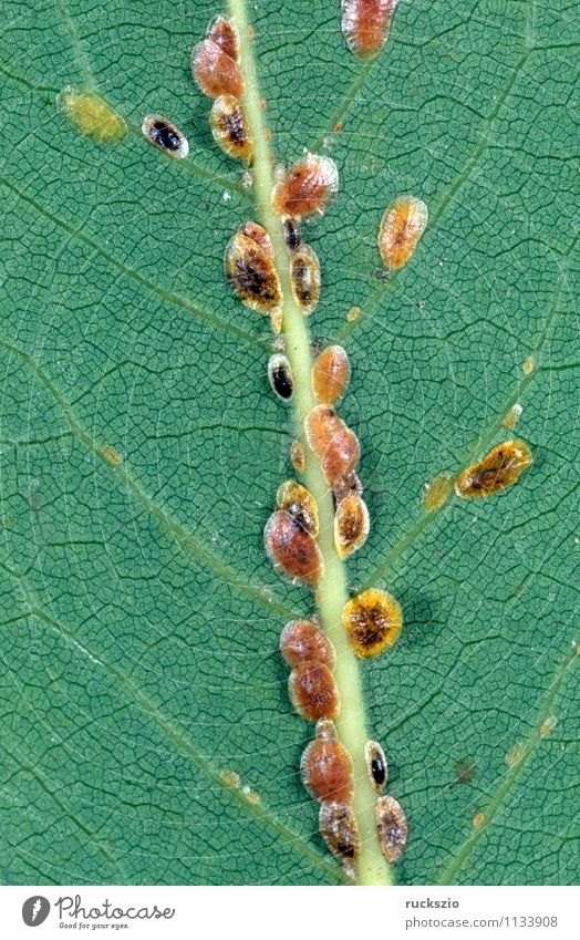 Schildlaeuse, Coccoidea, Blattlaeuse, Natur Tier Garten Wildtier Fressen Blattläuse Insekt Blattlausbefall Schaedling Pflanzenlaeusen Pflanzensaft