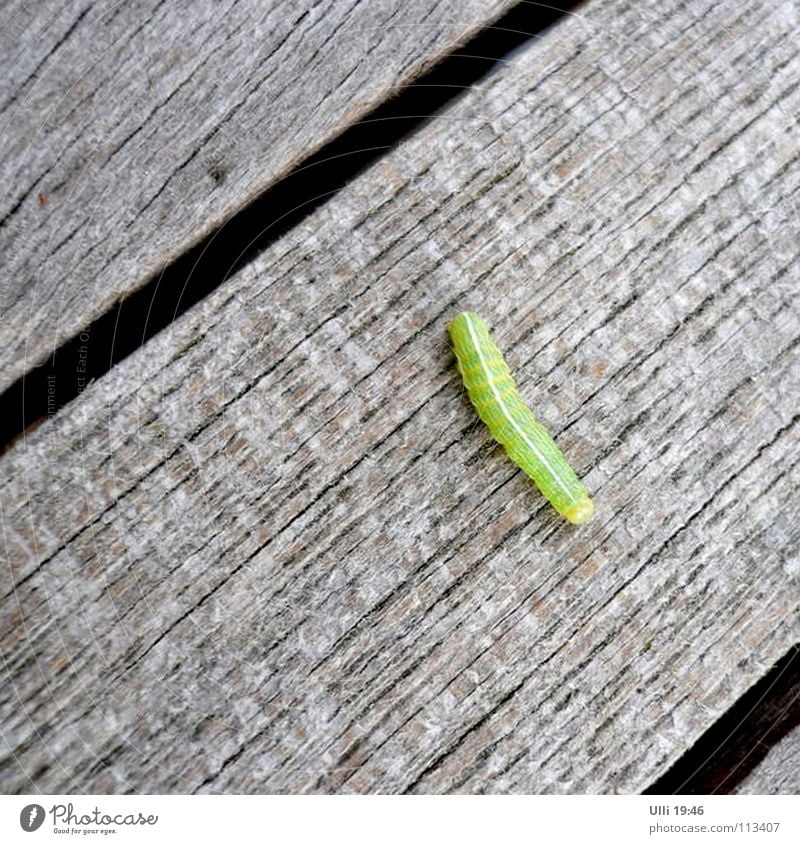 Auf der Durchreise. Sommer Natur Tier Schönes Wetter 1 Tisch Holz Bewegung krabbeln lang muskulös grün Einsamkeit gefährlich Raupe Suche Versteck Holztisch