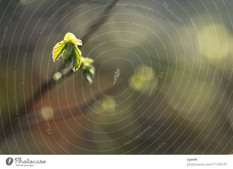 Frühlingserwachen Natur Schönes Wetter Wärme Pflanze Baum Blatt entdecken leuchten Wachstum frisch neu saftig braun grün Frühlingsgefühle Energie Hoffnung Kraft