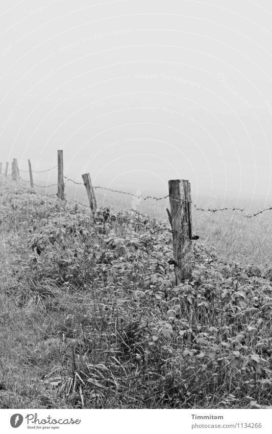 Karl in Gedanken. Umwelt Natur Landschaft Himmel Winter Wetter Nebel Pflanze Gras Wiese Hügel Pfosten Stacheldrahtzaun Zaun Holz Metall Denken Blick einfach