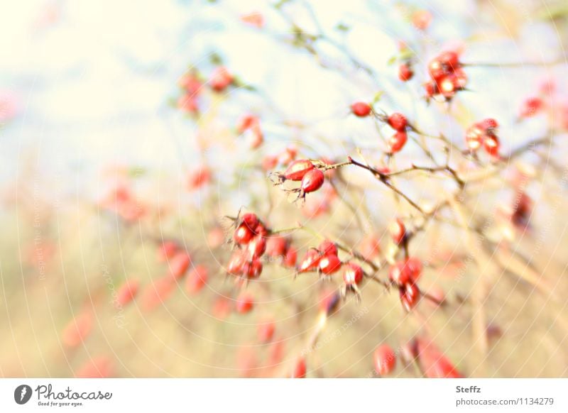 alle meine Beeren Hagebutten Beerensträucher goldener Oktober sonniger Herbst sonniger Herbsttag Herbstfärbung Oktoberwetter Oktoberlicht November rote Beeren