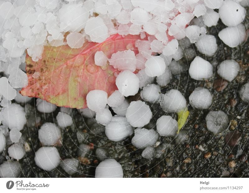 Aprilwetter... Umwelt Natur Pflanze Frühling Hagel Blatt liegen authentisch außergewöhnlich kalt Krankheit nass natürlich rund grau grün rosa weiß einzigartig