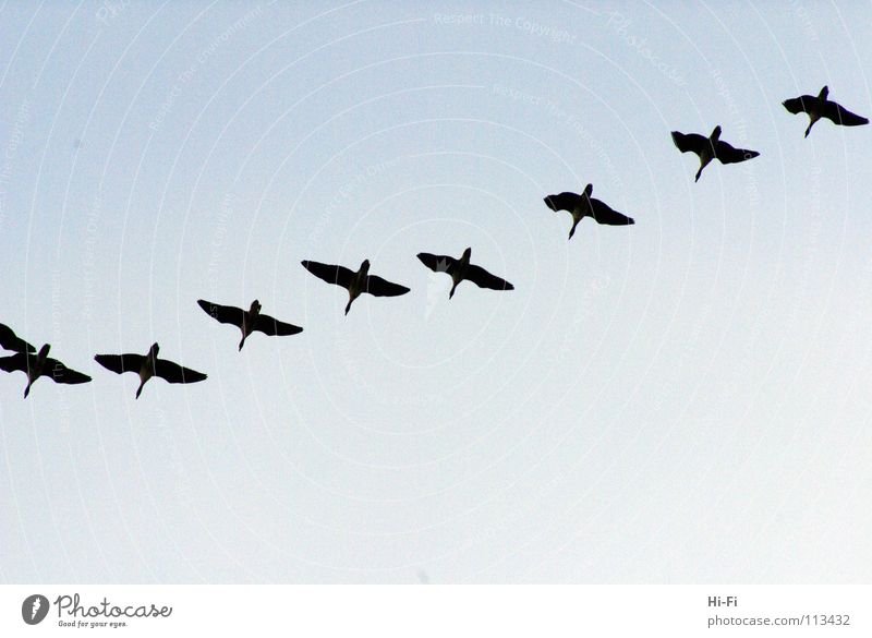 Zugvögel Winter Luft überwintern Gans Formation Schweben synchron gruppieren sparsam Zugvogel Vogel Himmel Ente perfekte Formation fliegen Wintergäste Führer