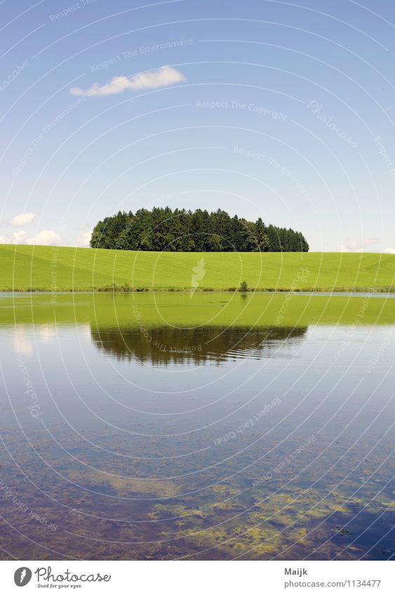 Fischkrieg Umwelt Natur Landschaft Tier Erde Luft Wasser Himmel Wolken Horizont Sommer Klima Wetter Schönes Wetter Baum Gras Sträucher Grünpflanze Wiese Feld