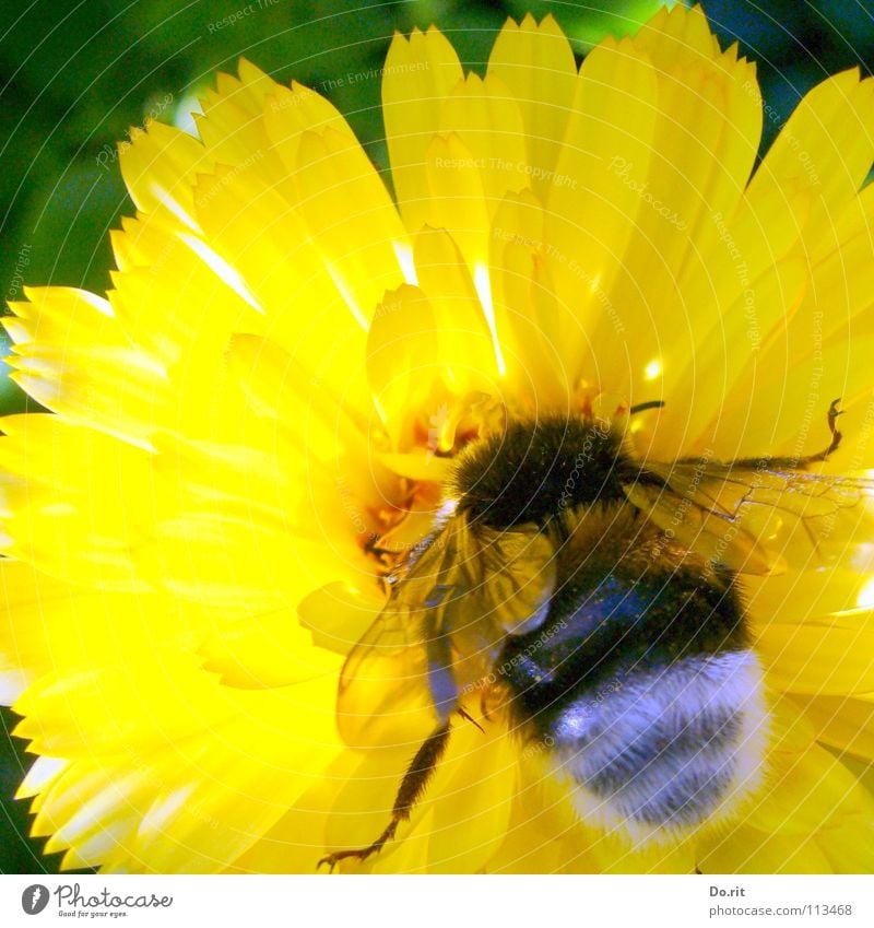 Hummelmahlzeit Blume gelb Sommer Ringelblume Ernährung grün grün-gelb weich kleben Insekt Fertilisation hell Hummelhinter blaues Hinterteil plüschig Beine