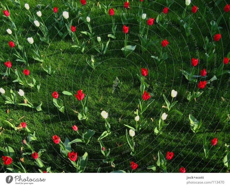 Noch bunter Treibens die Hybriden Pflanze Blume Tulpe Wiese Blühend positiv grün Frühlingsgefühle Optimismus Idylle Natur Liliengewächse viele Zufall gepflegt