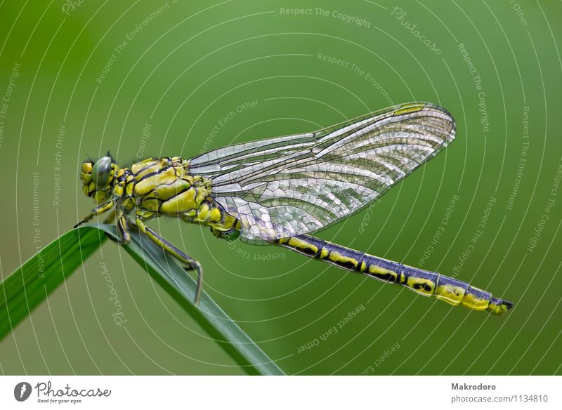 Libelle im Sonnenbad Tier Wildtier 1 Freiheit Natur Flügelflieger Glanzlicht Farbfoto Außenaufnahme Nahaufnahme Makroaufnahme Morgen Schwache Tiefenschärfe