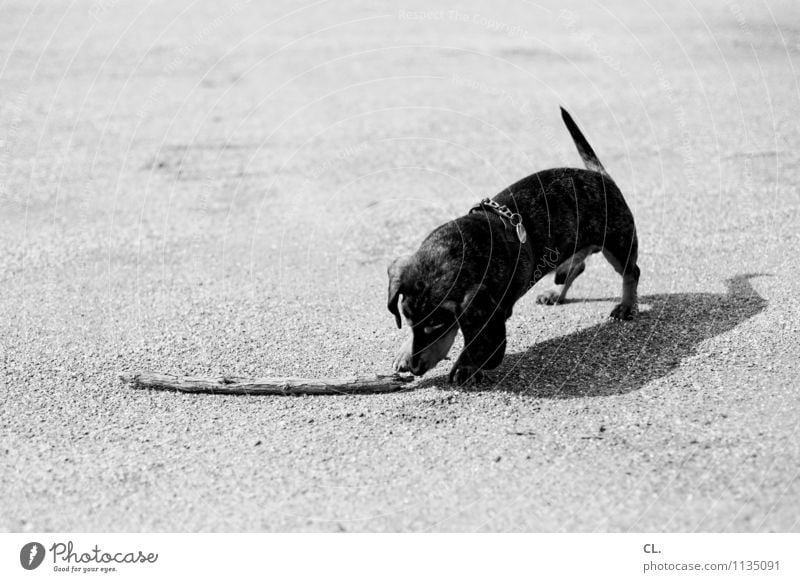 wurfmaterial Freizeit & Hobby Spielen Schönes Wetter Tier Haustier Hund Dackel 1 Boden Ast niedlich Tierliebe Schwarzweißfoto Außenaufnahme Menschenleer