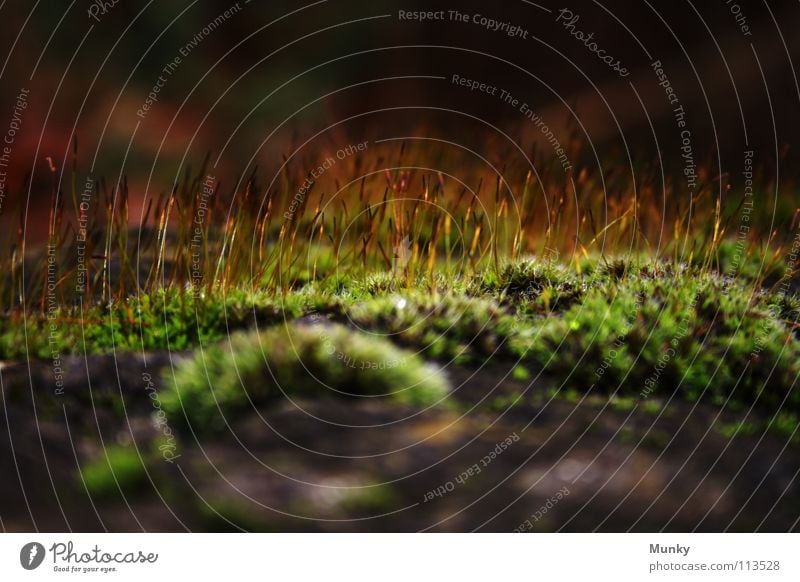 Haarige Angelegenheit schwarz braun grün gelb Haarsträhne aufsteigen streben Herbst kalt Winter Nieselregen Makroaufnahme Hintergrundbild Unschärfe Stein