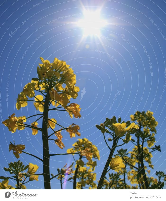 Bald!!! Du!!! Raps gelb Pflanze Landwirtschaft Rapsanbau Luft Umwelt Himmel Frühling Sommer März Sonnenstrahlen Ackerbau Nutzpflanze Natur Außenaufnahme