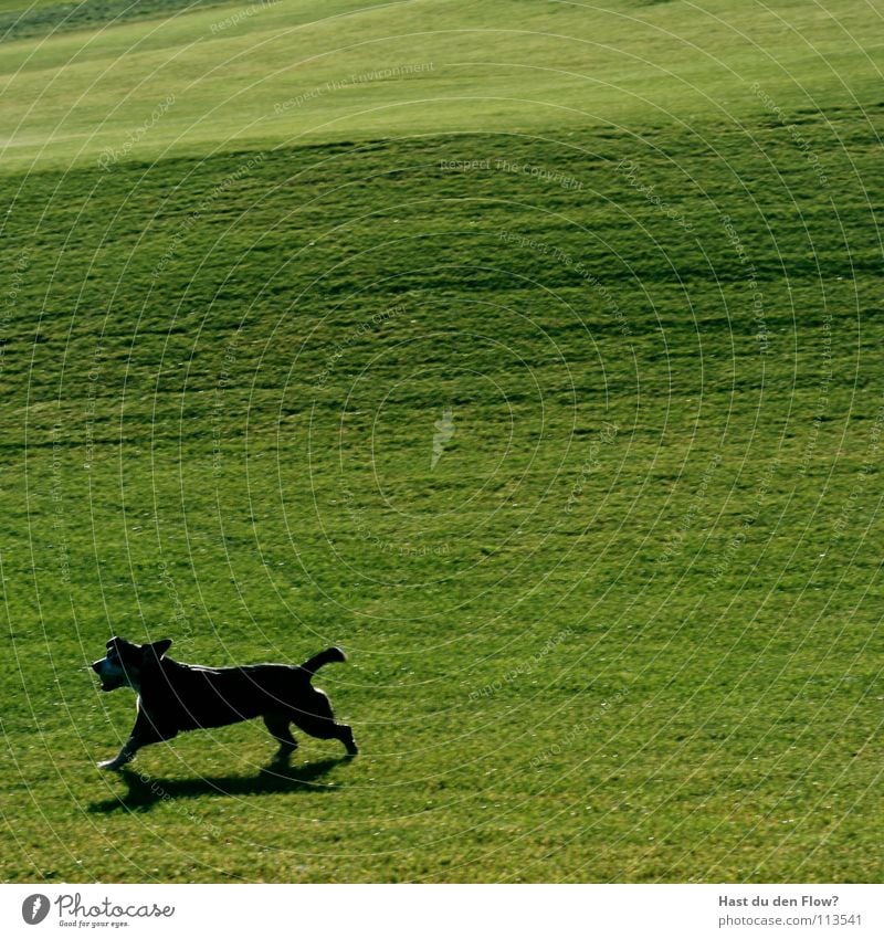 köter mit ball Hügel Golfplatz gepflegt Plage grün Desaster Schade Ärger töten Wiese Halm Hund schwarz Geschwindigkeit Angelrute Schwanz Schweiz